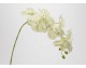 Orchidée Vert clair