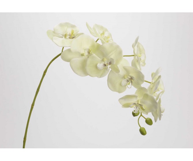 Orchidée Vert clair